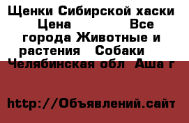 Щенки Сибирской хаски › Цена ­ 18 000 - Все города Животные и растения » Собаки   . Челябинская обл.,Аша г.